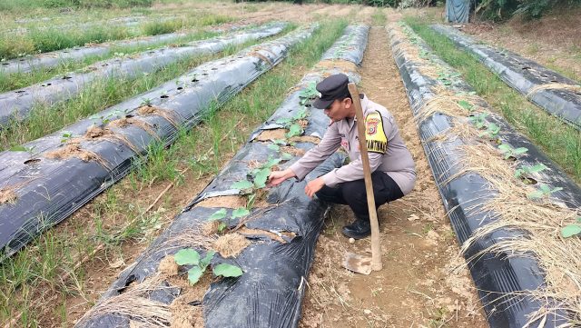 Bhabinkamtibmas Polsek Meureubo Rawat Lahan. Dok Polres Aceh Barat, 6 Mei 2025 (1)