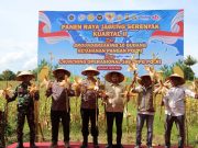 Dukung Swasembada Pangan, Polres Aceh Barat Hadiri Panen Jagung Kuartal II di Samatiga