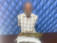 Pengembangan Kasus Ganja, Polres Aceh Barat Sita 1,5 Kilogram Ganja dan Amankan Seorang Tersangka