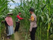 Polsek Kaway XVI Monitoring Lahan Jagung di Aceh Barat, Perkuat Dukungan terhadap Program Swasembada Pangan 2026