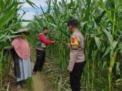Polsek Kaway XVI Monitoring Lahan Jagung di Aceh Barat, Perkuat Dukungan terhadap Program Swasembada Pangan 2026