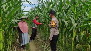 Polsek Kaway XVI Monitoring Lahan Jagung di Aceh Barat, Perkuat Dukungan terhadap Program Swasembada Pangan 2026