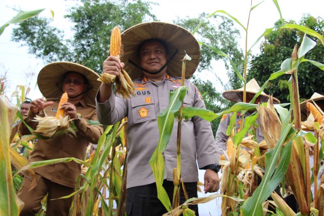 Panen Jagung Kuartal II di Gampong Keuramat Dukung Swasembada Pangan Nasional, Selasa (04/08/2026). Dok. Polres Aceh Barat.