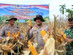Kapolres Aceh Barat Panen Jagung Bersama Petani, Kukuhkan Sinergi Menuju Swasembada Jagung Nasional