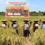 Panen Raya Padi di Kaway XVI, Kapolres Aceh Barat Tegaskan Komitmen Polri Dukung Ketahanan Pangan