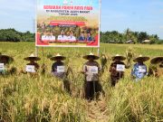Panen Raya Padi di Kaway XVI, Kapolres Aceh Barat Tegaskan Komitmen Polri Dukung Ketahanan Pangan