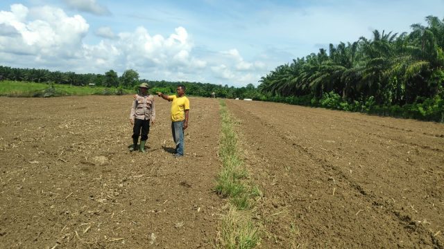 Personel Polsek Kaway XVI saat melakukan pengecekan lahan jagung di Gampong Padang Sikabu dan Keuramat, Kecamatan Kaway XVI, Jumat, 2 Oktober 2026. Dok. Polres Aceh Barat