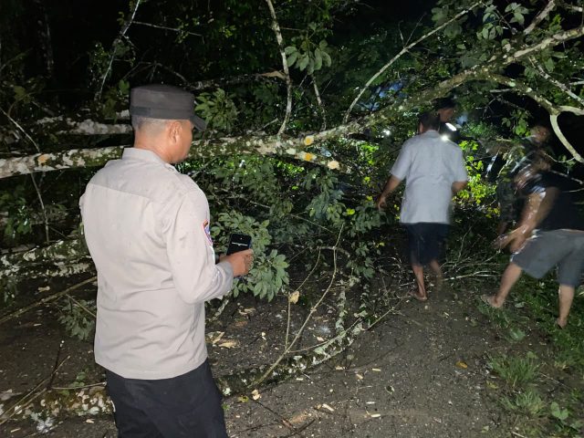 Personel Pospol Panton Reu bersama warga mengevakuasi pohon karet tumbang yang menutup akses jalan Meulaboh–Tutut, Selasa malam, 13 Oktober 2026. Dok. Polres Aceh Barat