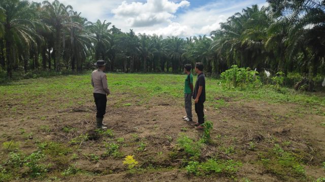 Kapolsubsektor Panton Reu Aiptu Tajuddin Daulay bersama kelompok tani mengecek kesiapan lahan jagung seluas 1,5 hektare di Gampong Padang Sikabu dan Gampong Keuramat, Kaway XVI. Rabu (28/10/2026) Dok. Polres Aceh Barat